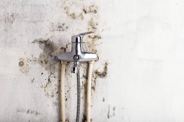 Best Home Mold Removal  in Williamsport, IN