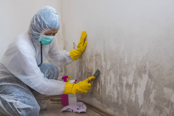 Professional Mold Removal in Williamsport, IN
