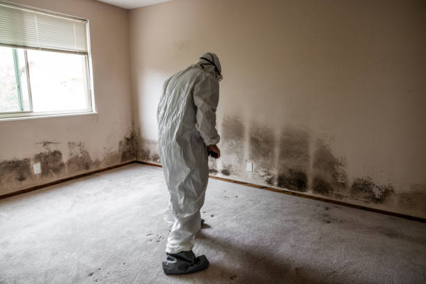Best Local Mold Removal Service  in Williamsport, IN