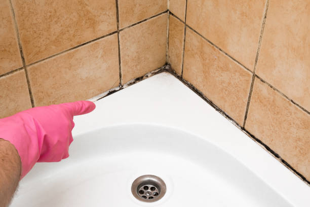Best Attic Mold Removal  in Williamsport, IN